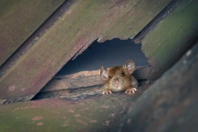 Галлямов: «Верный союзник, оказывается, ведет с врагом сепаратные переговоры»